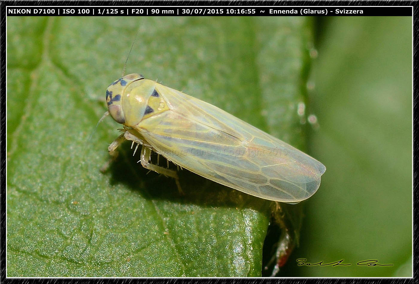 Cicadella da id... 2
